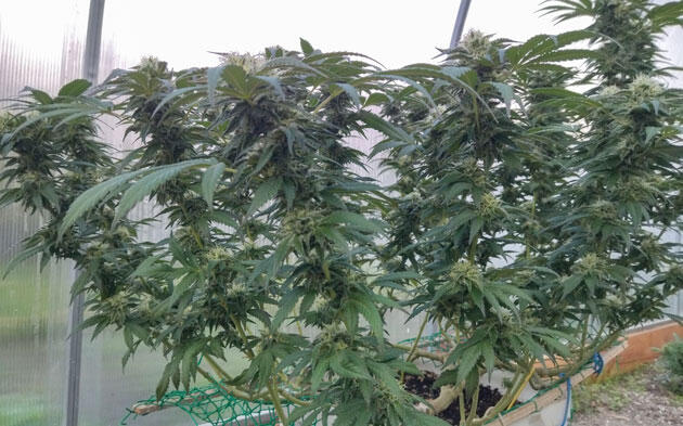 Активное смолообразование у каннабиса Каннабис с синим оттенком листвы и покрытыми трихомами шишками