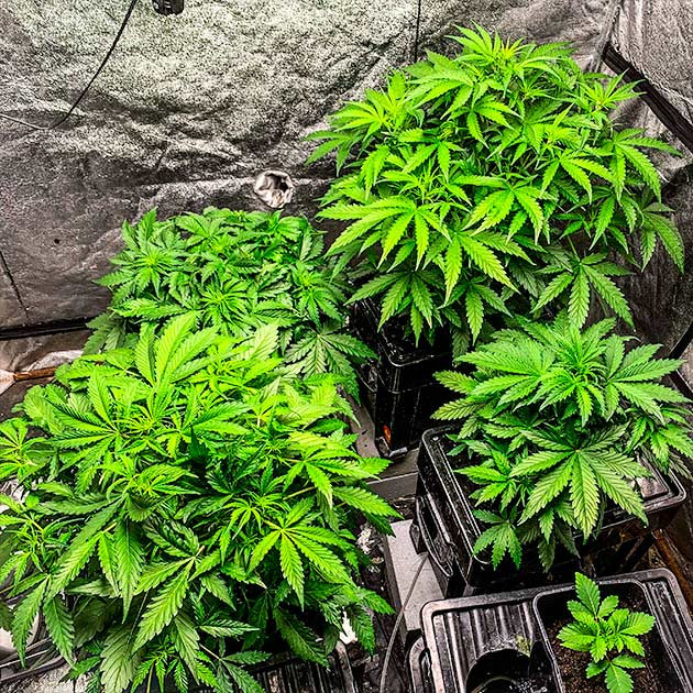 Выращивание индичного сорта Auto Cinderella Jack