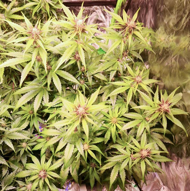 Banana Purple Punch Auto: фиолетовые шишки