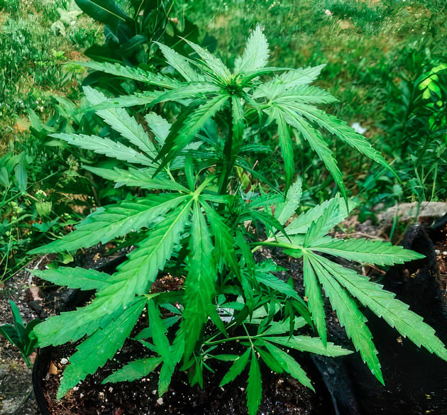 Цветение каннабиса Titan F1 Auto ростом 45 см