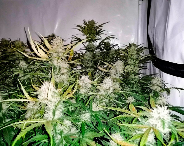 Полив кустов Original Auto Skunk системой автополива Растение Original Auto Skunk на 8 неделе выращивания
