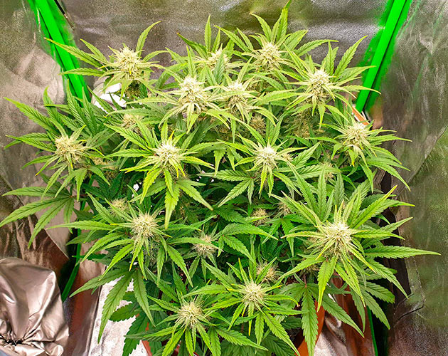 Куст Wedding Cake Auto на цветении