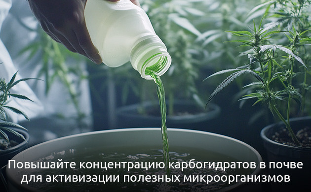 Роль карбогидратов в развитии растений Углеводы и их значение для конопли