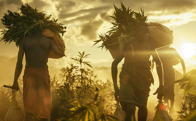 Неоколониализм через каннабис в Африке Каннабис в Африке: мифы и реальность