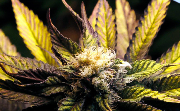 Бледные шишки — результат пересвета Бледные шишки и поникшие макушки