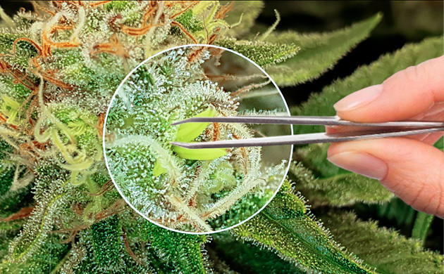 Устранение мужского соцветия пинцетом