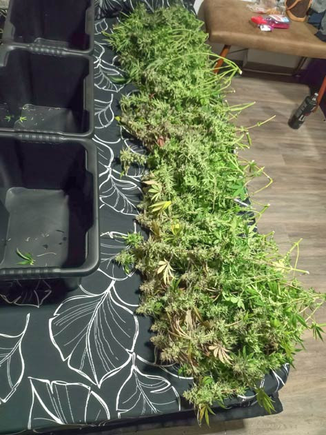 HighCloudZ: сушка и пролечка завершены