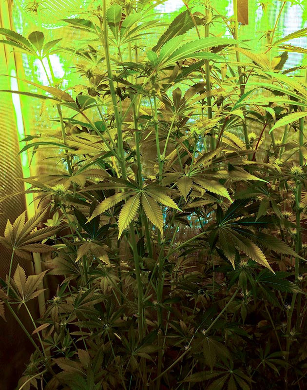 Gorilla Glue #4 ростом 140 см