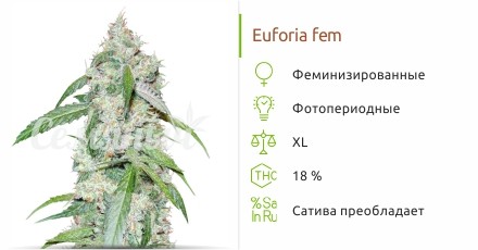Euforia fem (Семяныч)