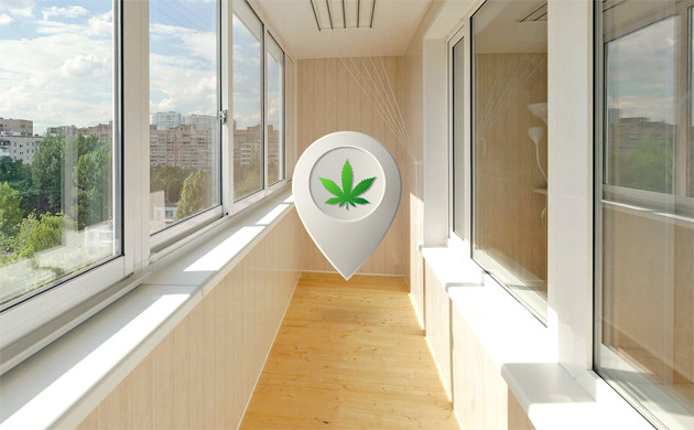 Выращивание конопли на балконе