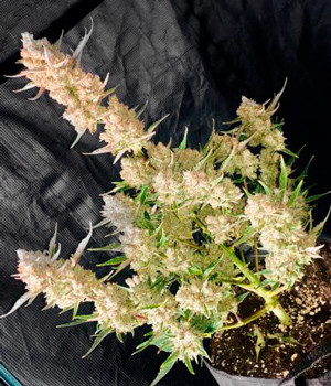 Готовый к харвесту куст