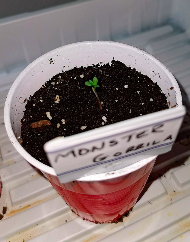 Проращивание Gorilla Glue