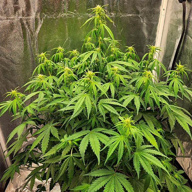 Растяжка и цветение Gorilla Punch Auto