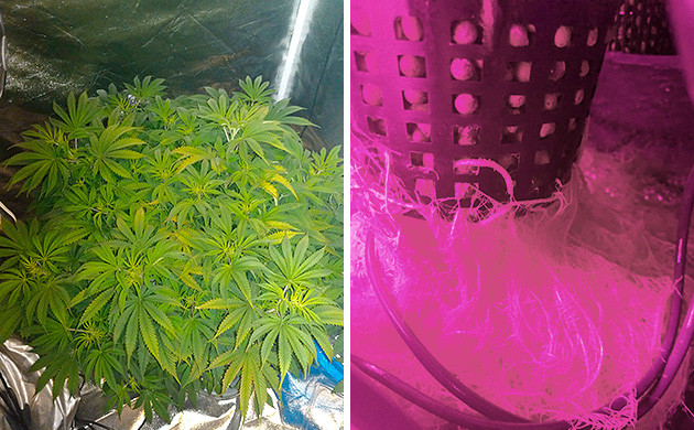 Цветение Tutankhamon от Pyramid Seeds