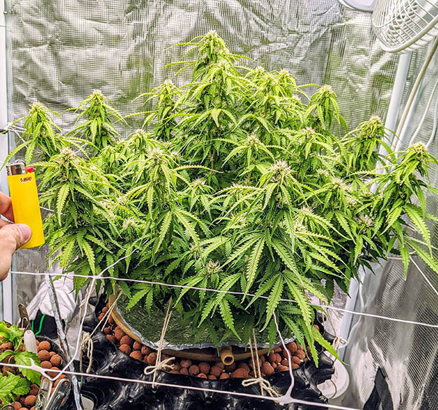 Появление аромата конопли в гроубоксе Сравнение Gorilla Glue Auto с зажигалкой