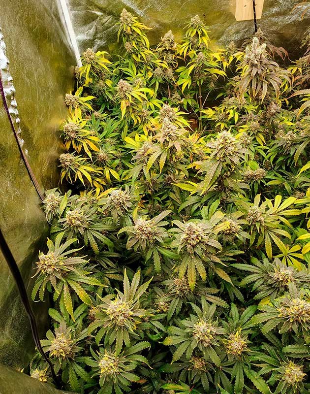 Куст перед харвестом