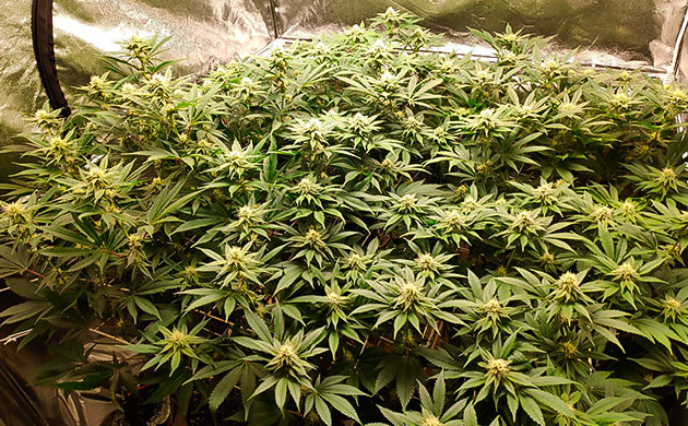 Кусты с множеством маленьких бутонов