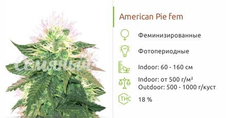 American Pie fem (Pyramid Seeds)