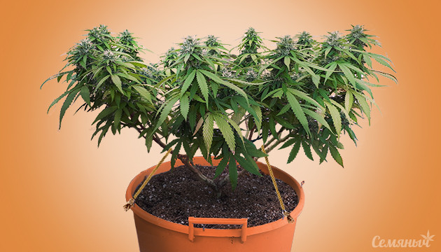 LST для конопли