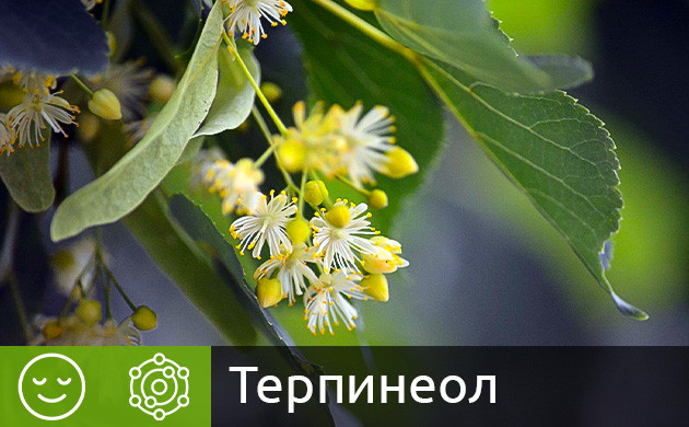 Терпен терпинеол