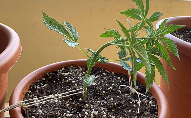 Применение LST на молодом ростке марихуаны
