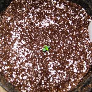 Первый росток Tangie'matic auto