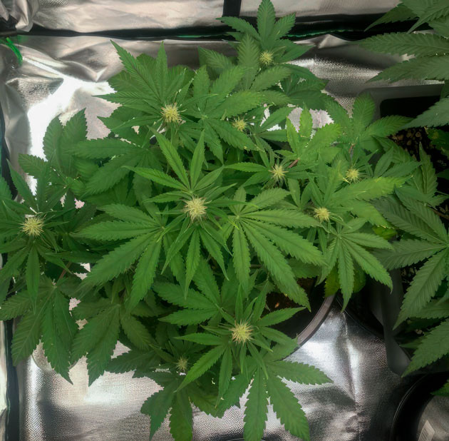7 неделя выращивания марихуаны