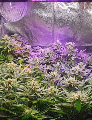 Цветущие кусты Zkittlez