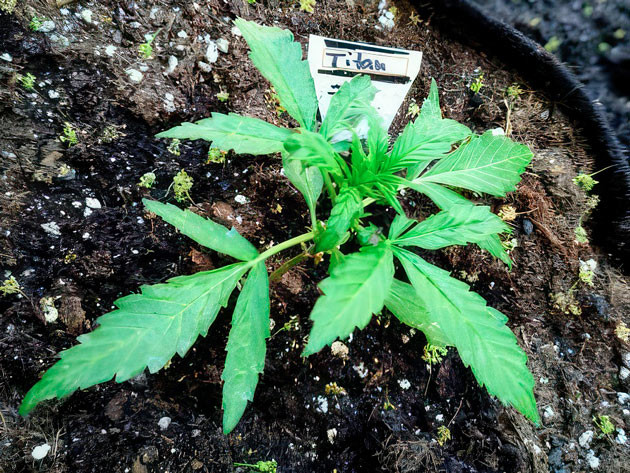 Раннее цветение сорта Titan F1 Auto Titan F1 Auto ростом 15 см