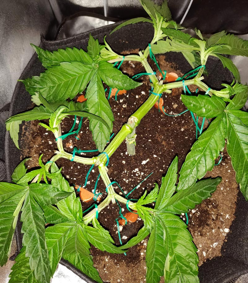 Куст LSD без главного стебля