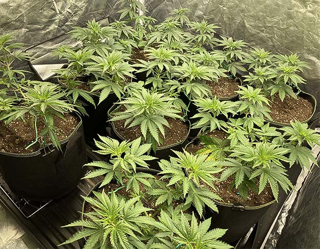 Растение Liberty Haze на 5 неделе выращивания