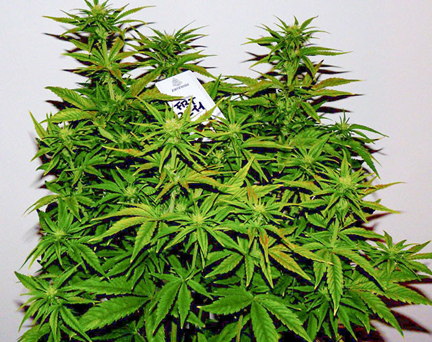 Куст после дефолиации