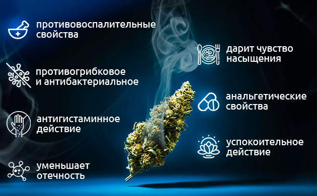 Гумулен в медицине: от похудения до борьбы с раком