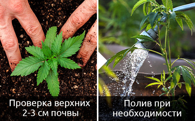 Излишний полив автоцветущих сортов конопли Задержка развития автоцвета из-за излишнего полива