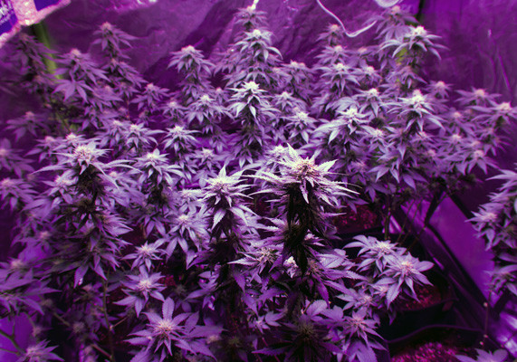 White Widow после дефолиации