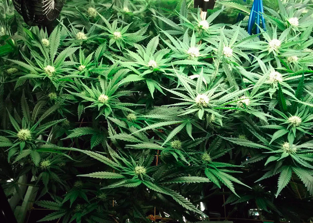 Куст на 16 неделе выращивания