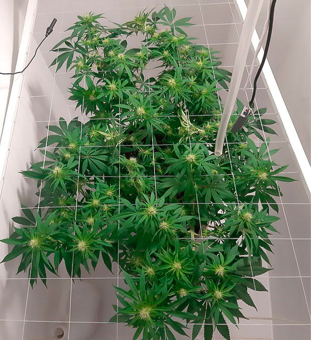 Регулировка питания для Glue Sherbet