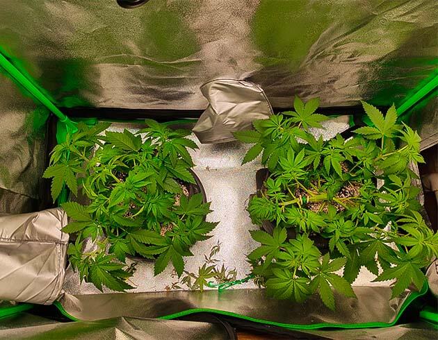 Кусты Black Widow от сидбанка Семяныч