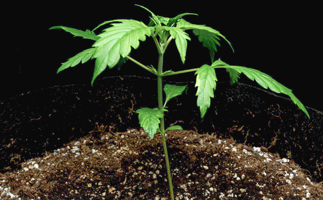 Активное развитие корневой системы на 2 неделе роста Lemon AK Вторая неделя выращивания Lemon AK