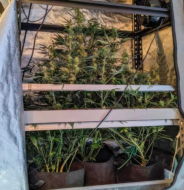 Конопля на 8 неделе выращивания