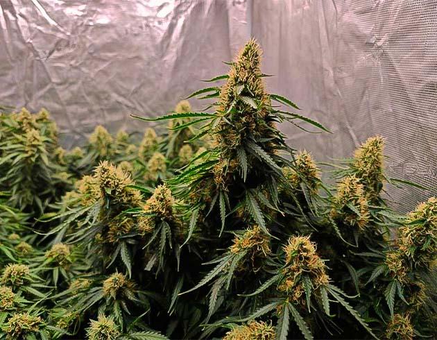 Куст Z-Up Auto от FastBuds на 9 неделе