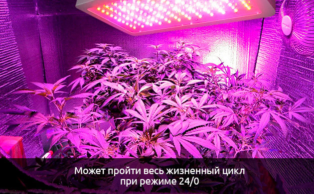 Невосприимчивость к световому графику автоцветов Режим темноты для автоцветов