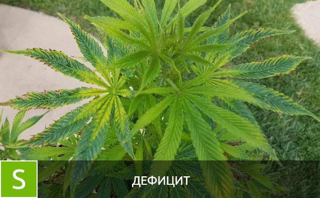 Дефицит серы Листья при дефиците серы