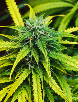 Цветение конопли Lemon AK Шишка Lemon AK