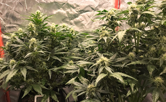 Листья конопли начали желтеть