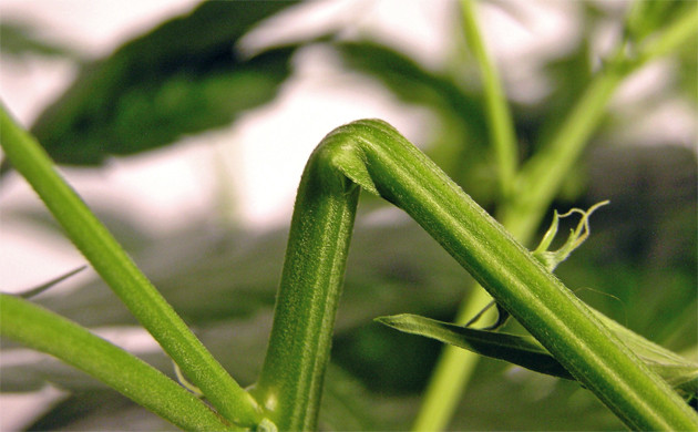 Суперкроппинг марихуаны