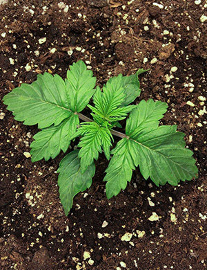 Формирование зеленой массы