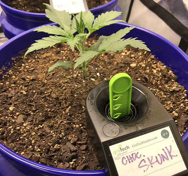 Индорное выращивание сорта Auto Chocolate Skunk