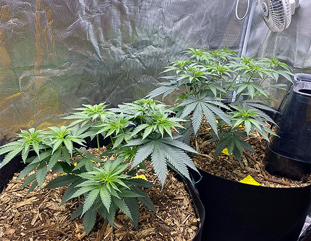 Развитие корневой системы King's Juice