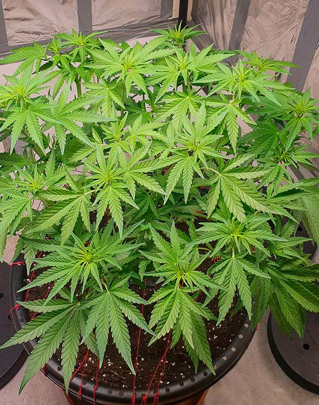 Цветение сорта Banana Purple Punch Auto